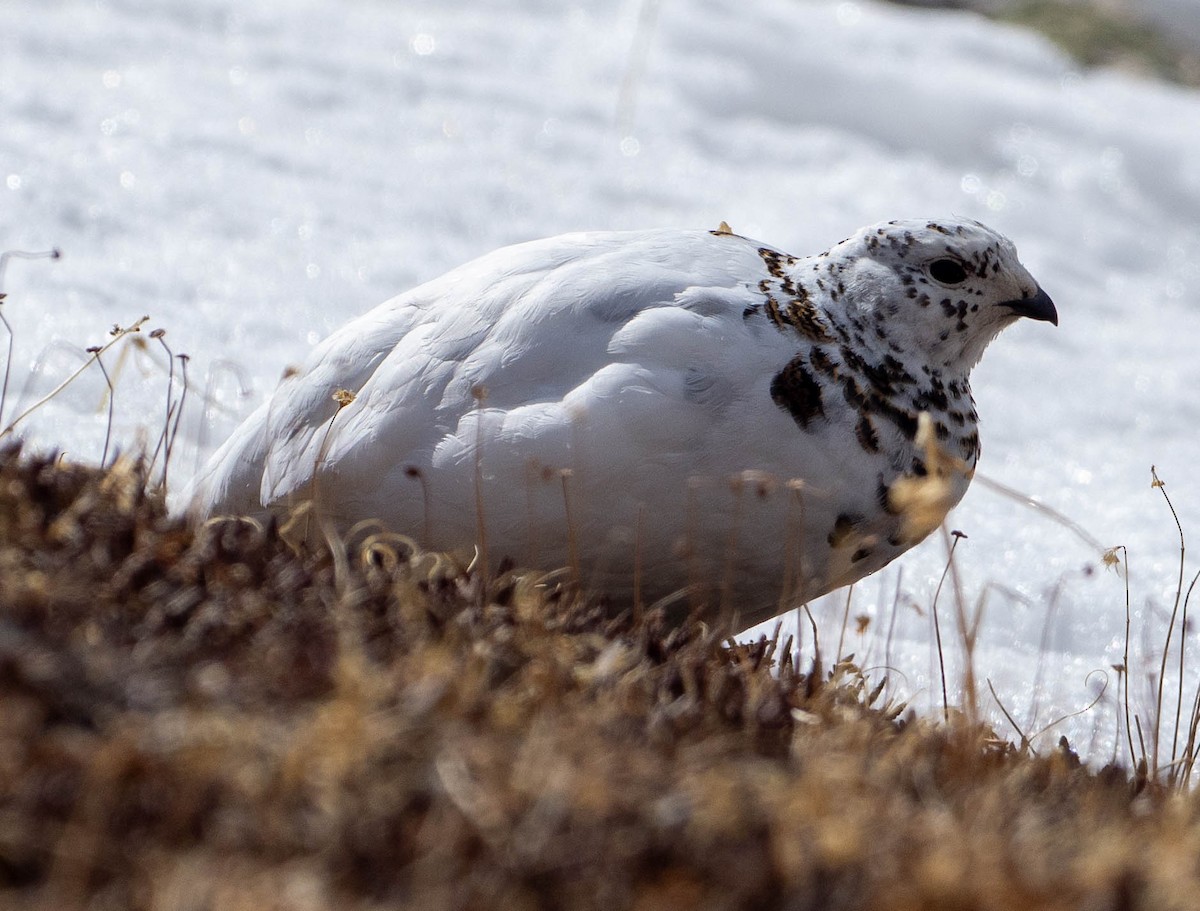 White-tailed Ptarmigan - ML655769178