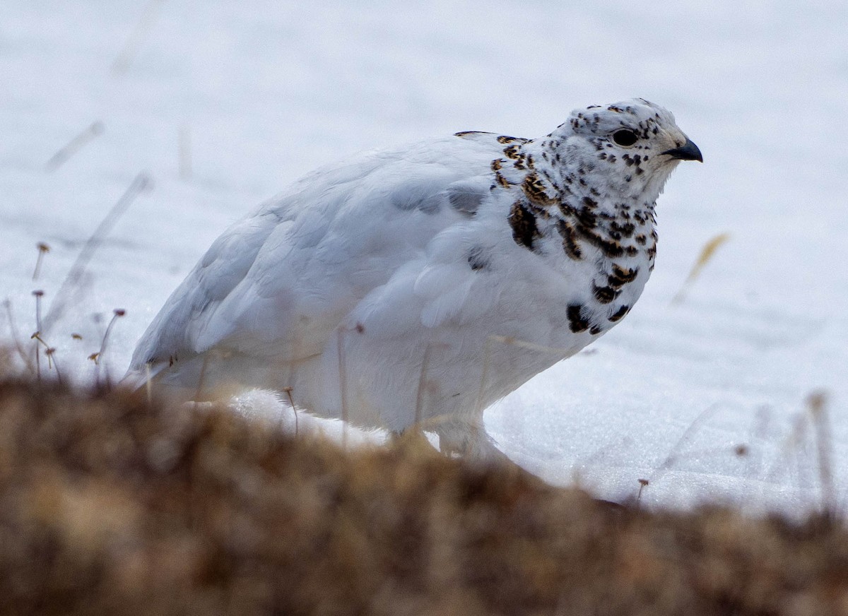 White-tailed Ptarmigan - ML655769179