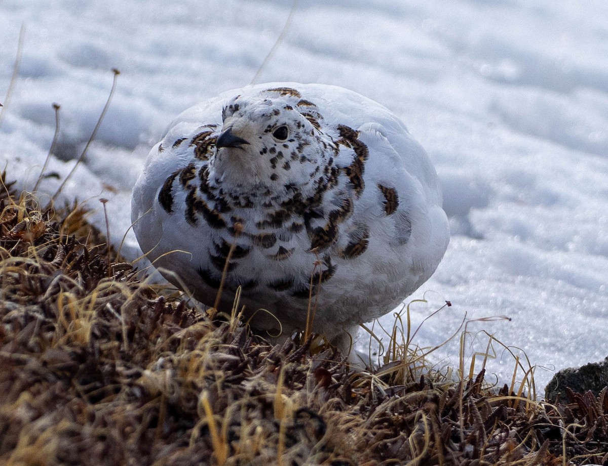 White-tailed Ptarmigan - ML655769180