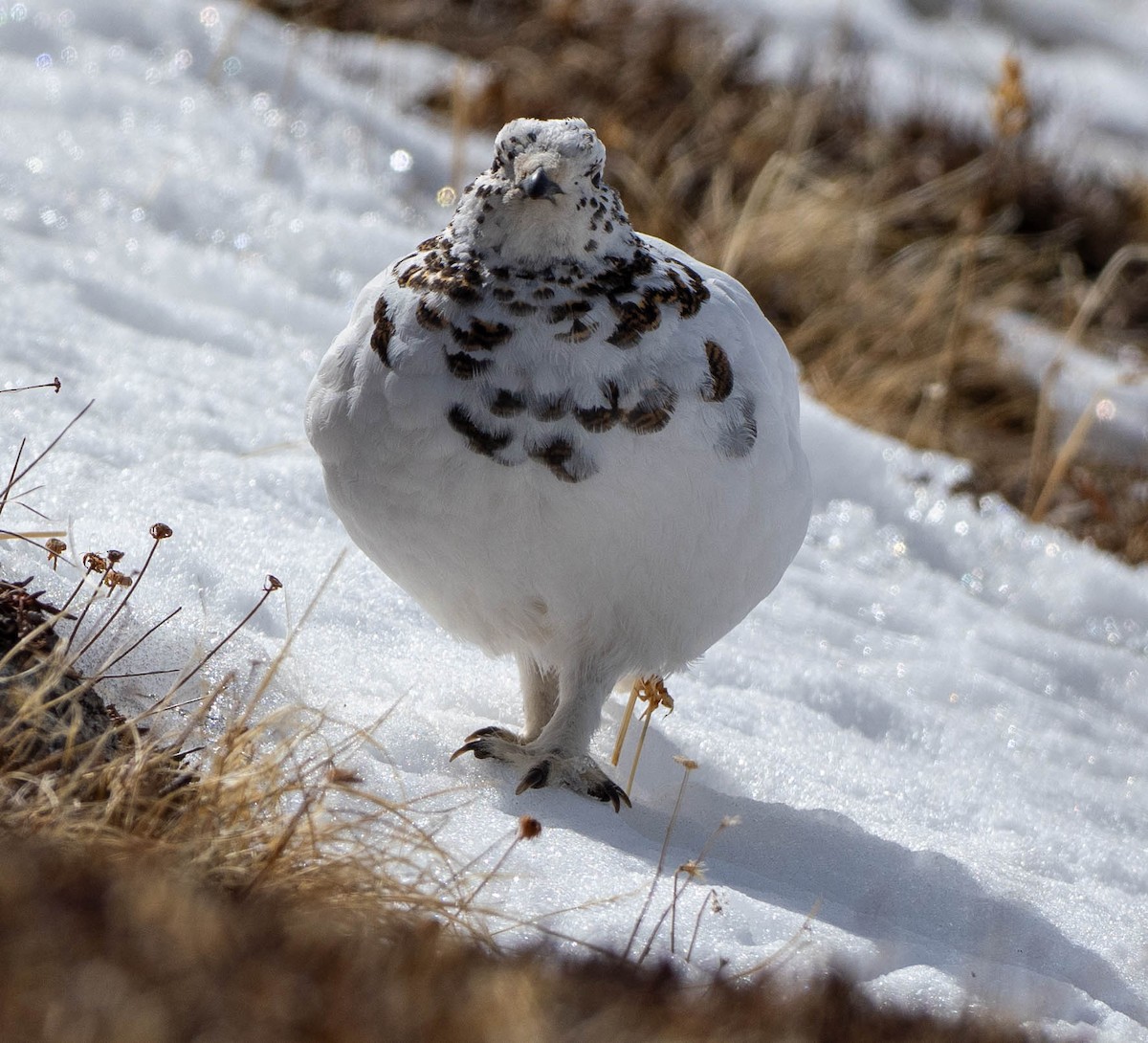 White-tailed Ptarmigan - ML655769217
