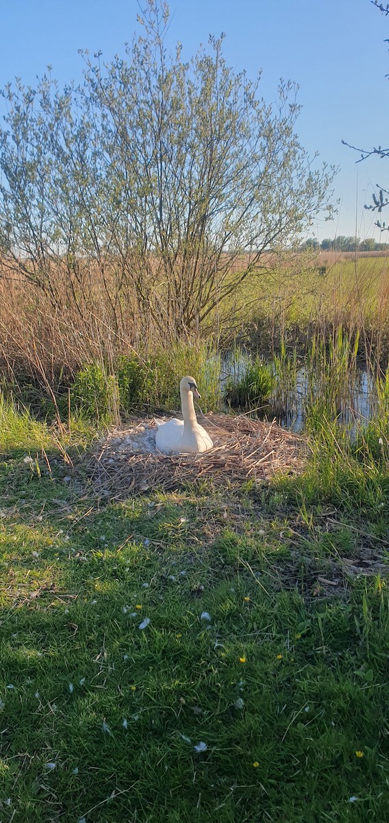 Mute Swan - ML655769251