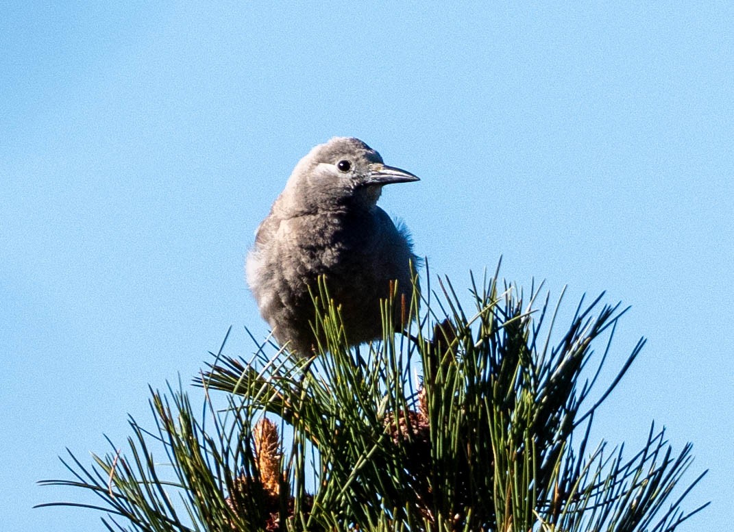 Clark's Nutcracker - ML655769594