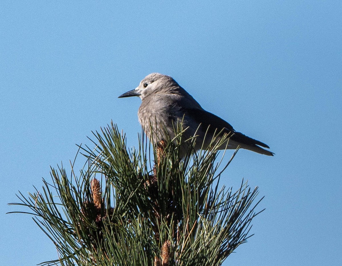 Clark's Nutcracker - ML655769595