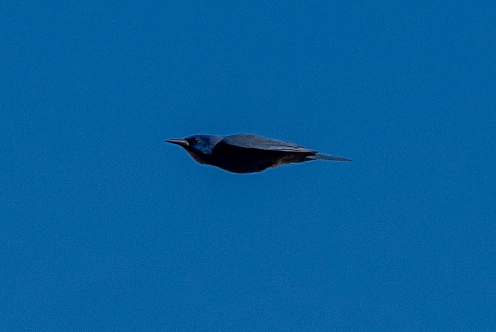 Pinyon Jay - ML655769800