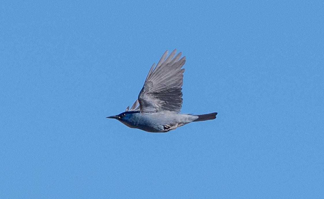 Pinyon Jay - ML655769801