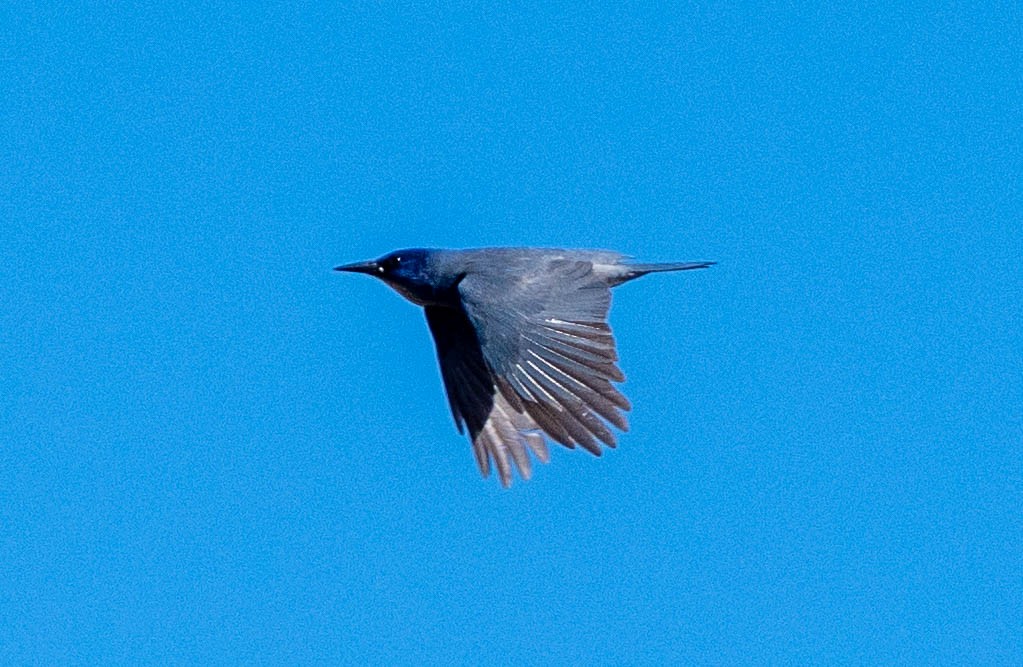 Pinyon Jay - ML655769802