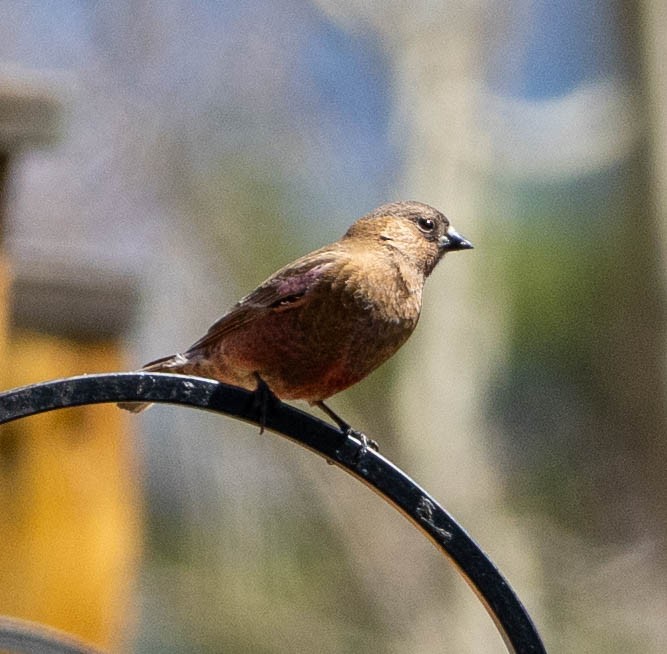 Brown-capped Rosy-Finch - ML655770316