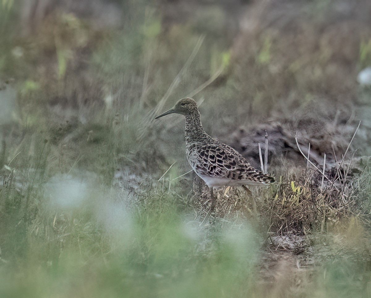 Ruff - ML655770899