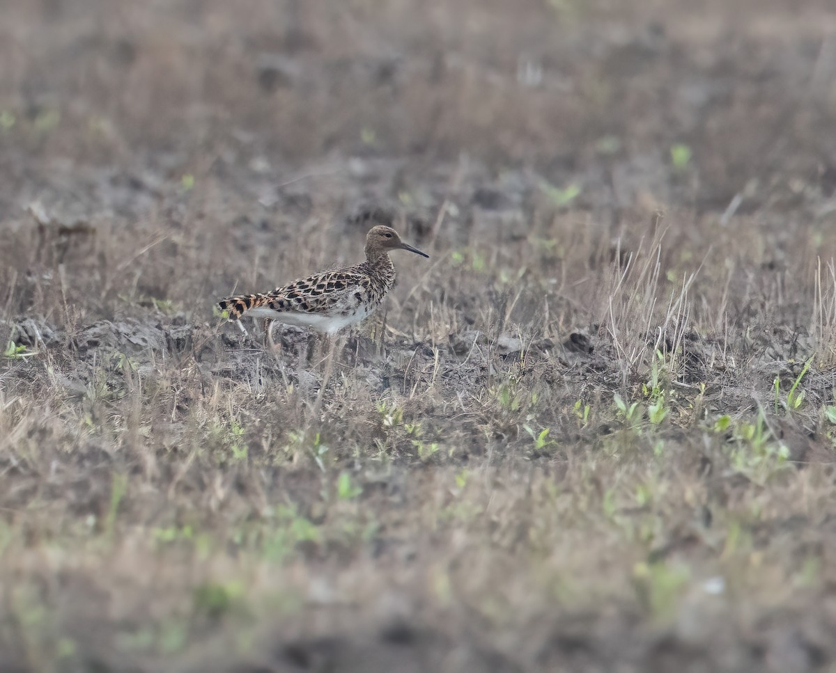 Ruff - ML655771945
