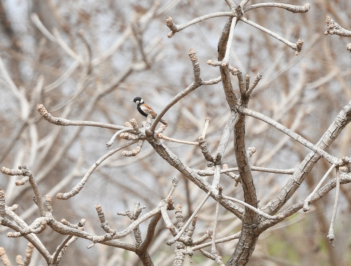 Chestnut-backed Sparrow-Lark - ML655773899