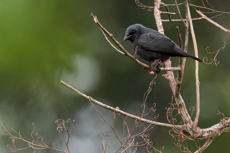 Tanimbar Starling - ML655776284