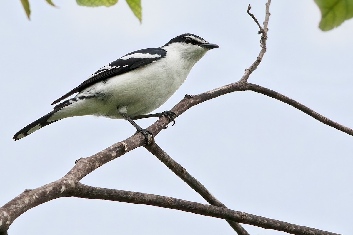 White-browed Triller - ML655776315