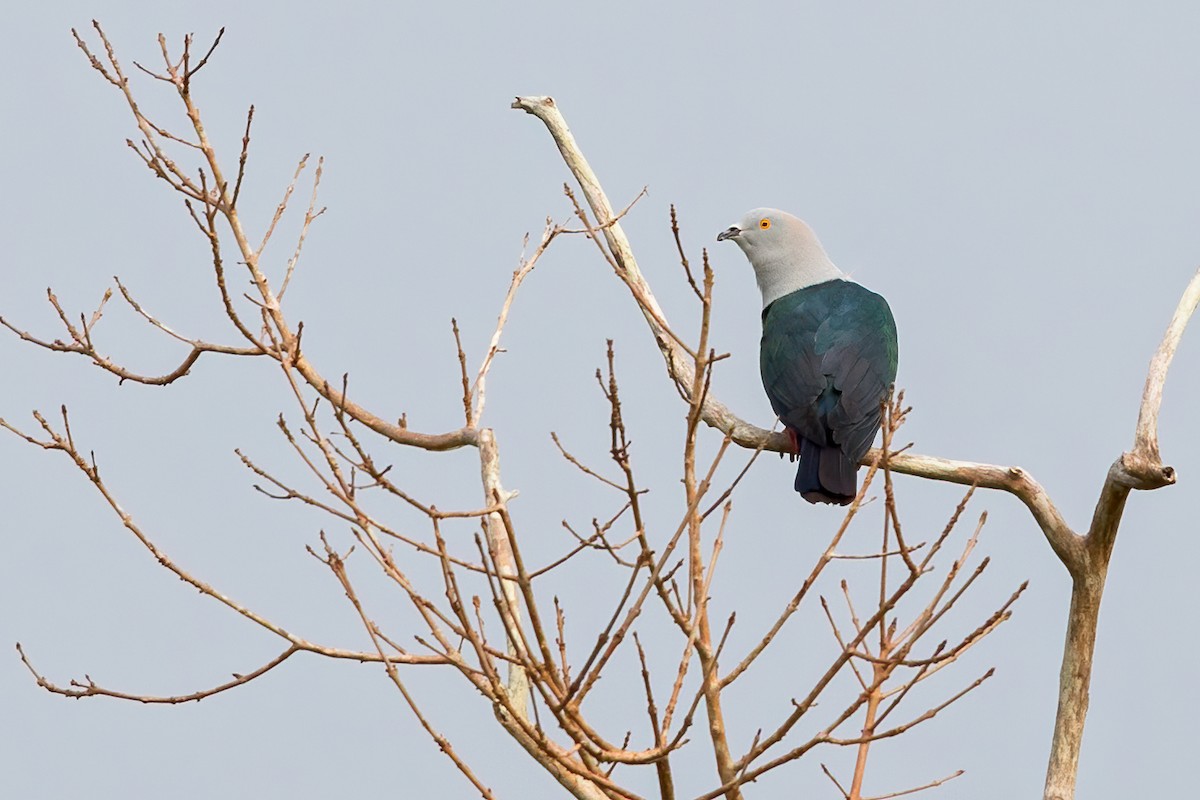 Elegant Imperial-Pigeon - ML655776325
