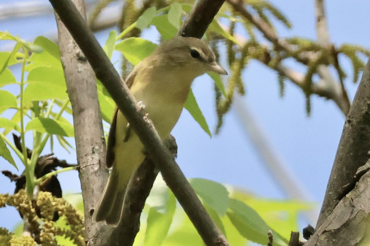 vireo sp. - ML655777109