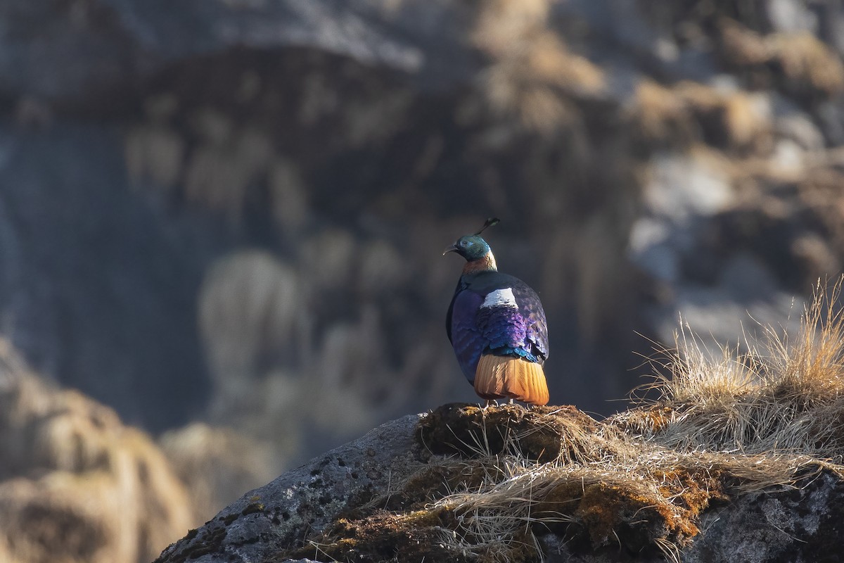 Himalayan Monal - ML655778195