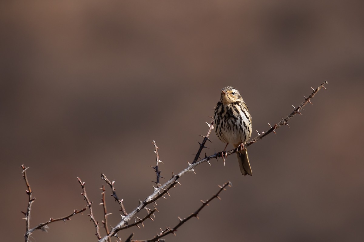 Olive-backed Pipit - ML655778431