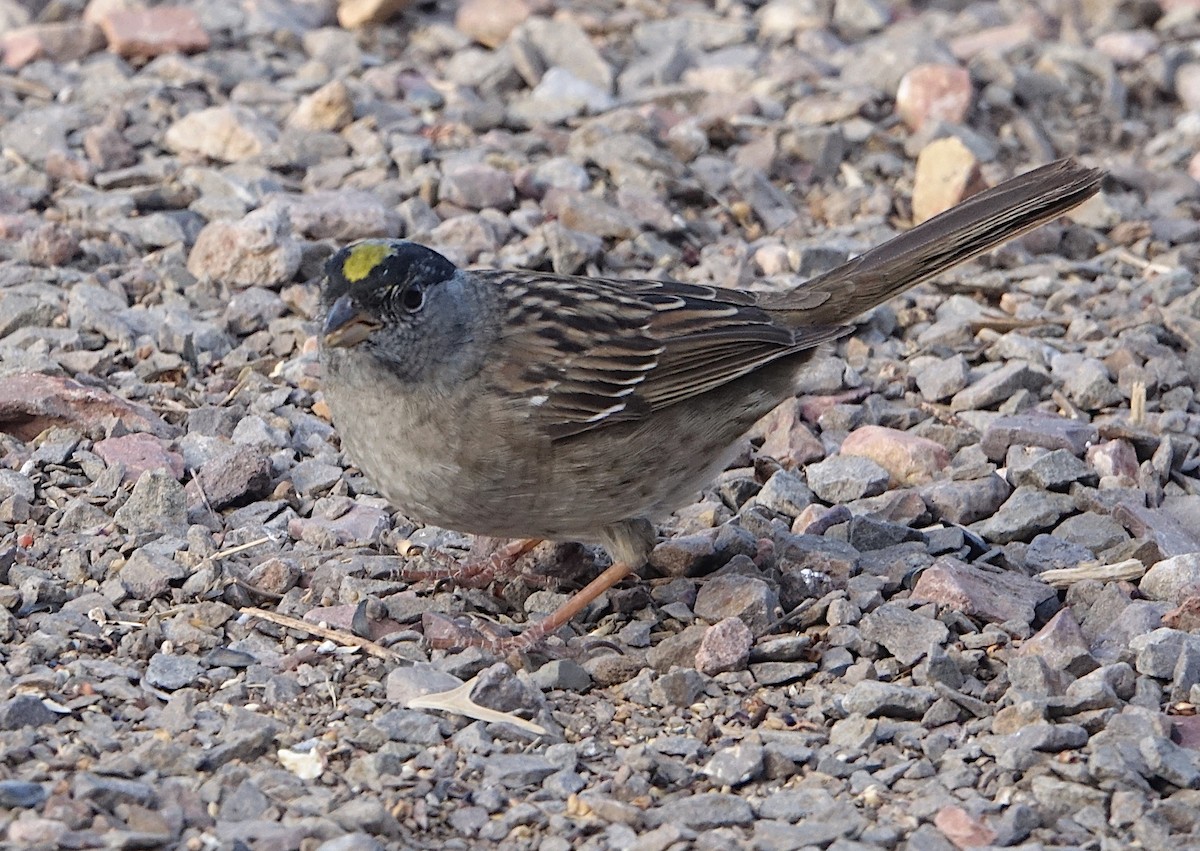 Golden-crowned Sparrow - ML655780653