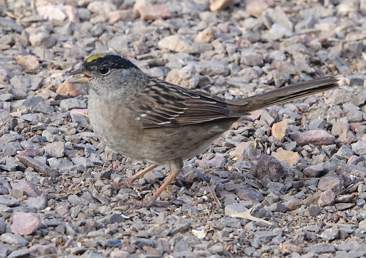 Golden-crowned Sparrow - ML655780654