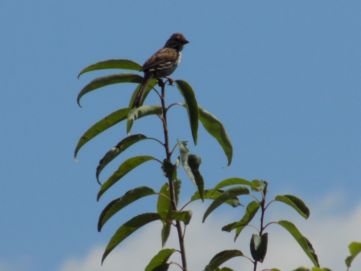 Song Sparrow - Scott Weaver