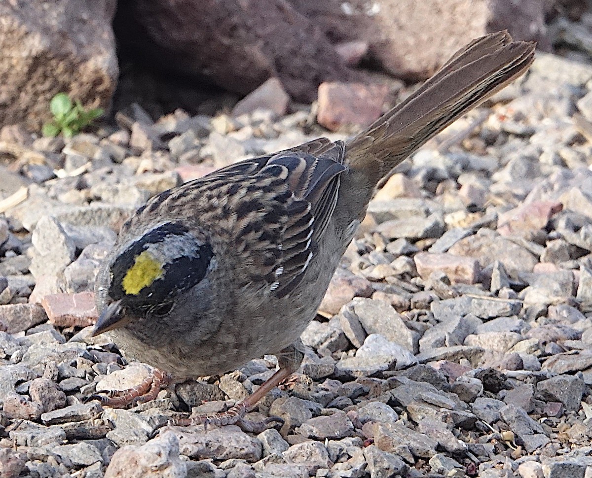 Golden-crowned Sparrow - ML655781376