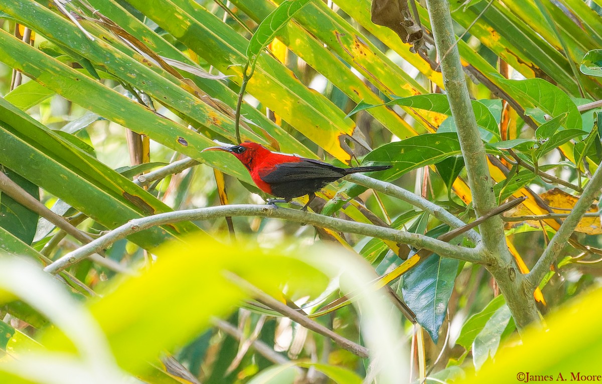 Magnificent Sunbird - ML655782335