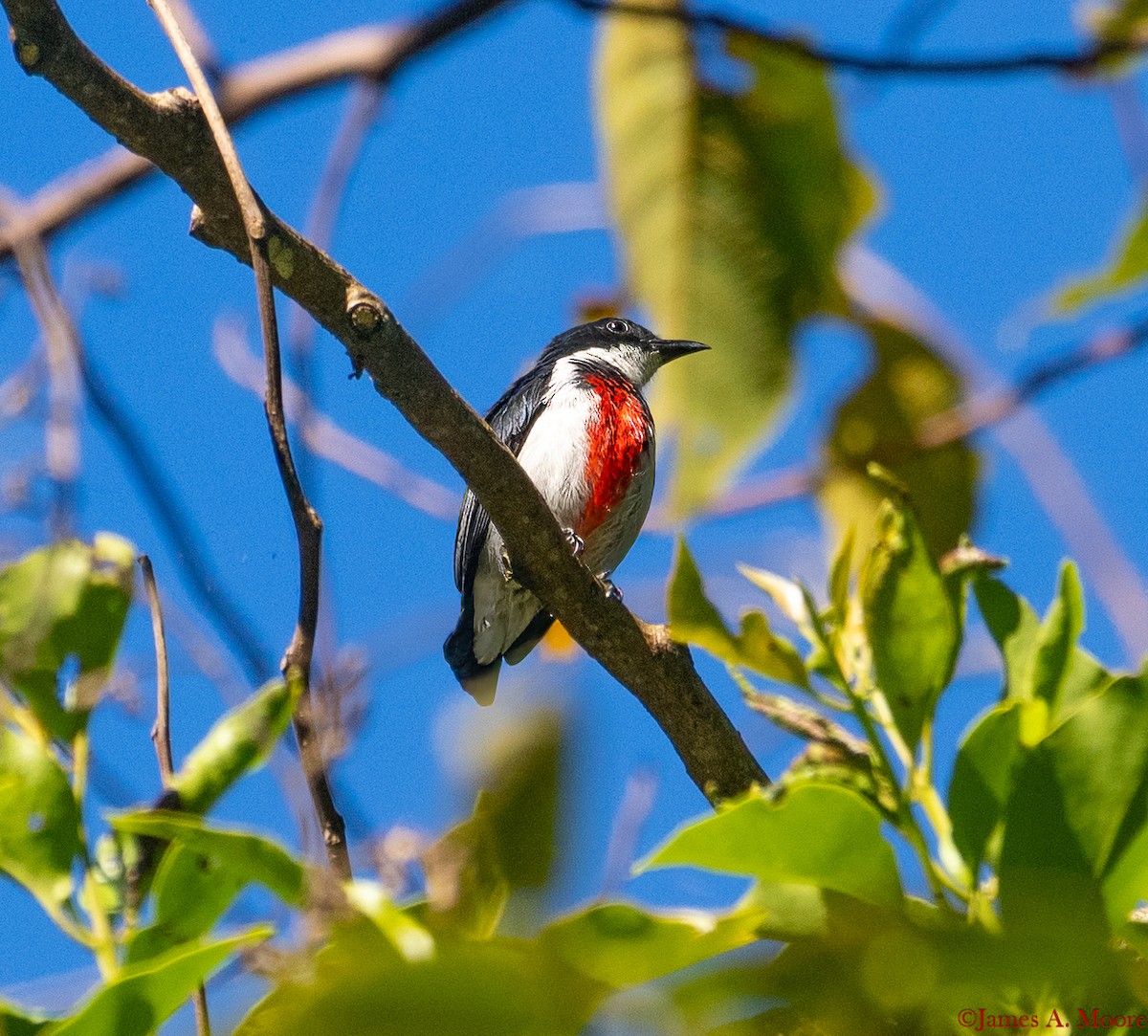 Black-belted Flowerpecker - ML655782496