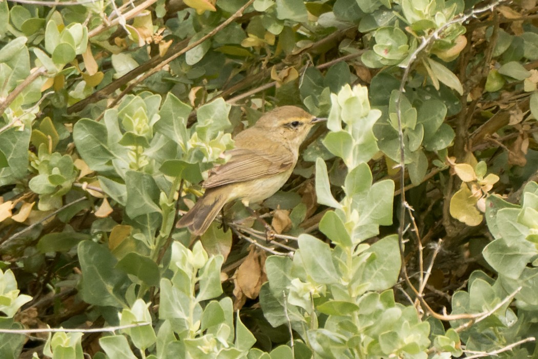 Common Chiffchaff - ML655782498