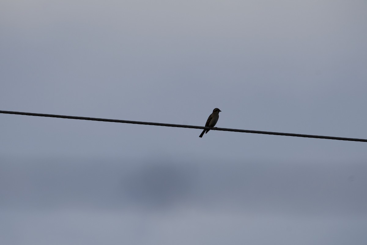 Moineau bridé - ML655782514