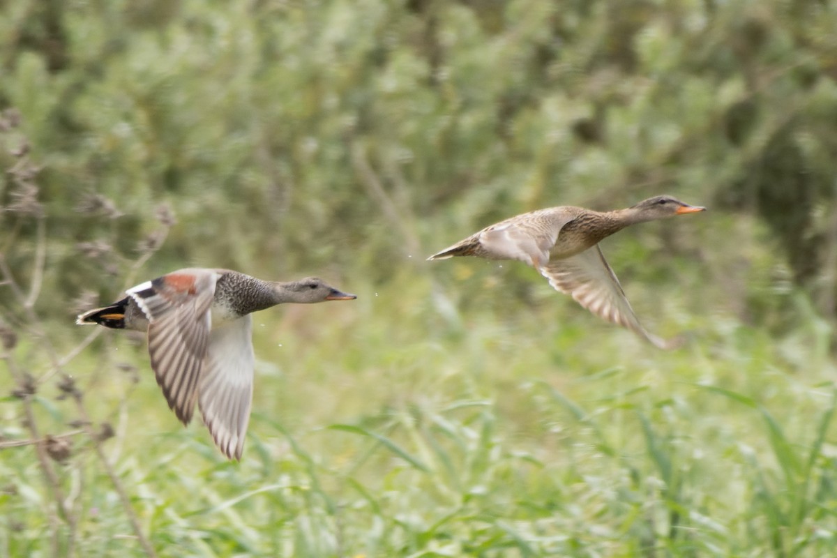 Gadwall - ML655782533