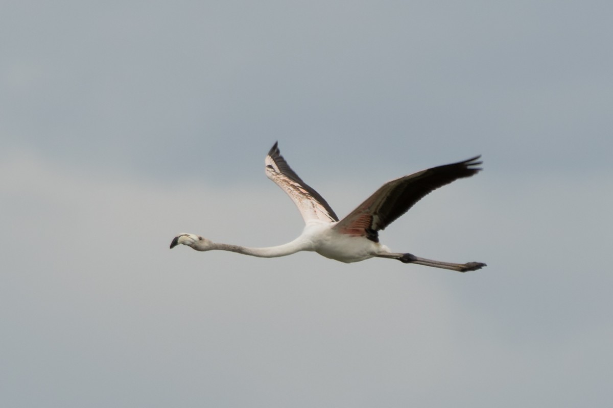 Greater Flamingo - ML655782555