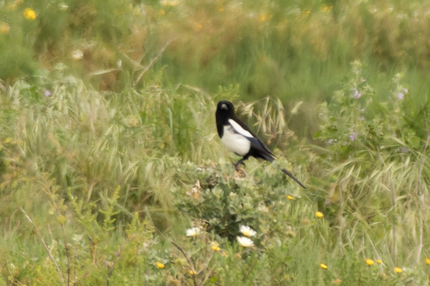 Eurasian Magpie - ML655782584