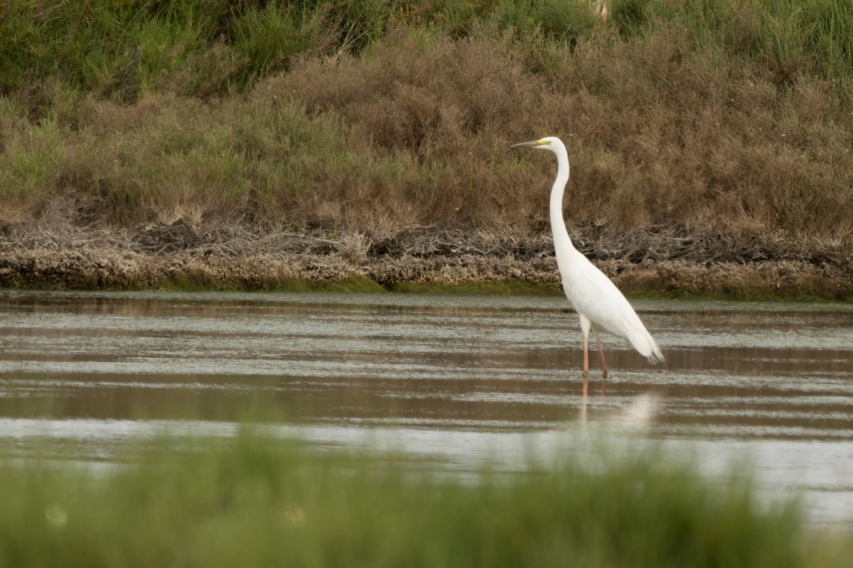 Great Egret - ML655782600