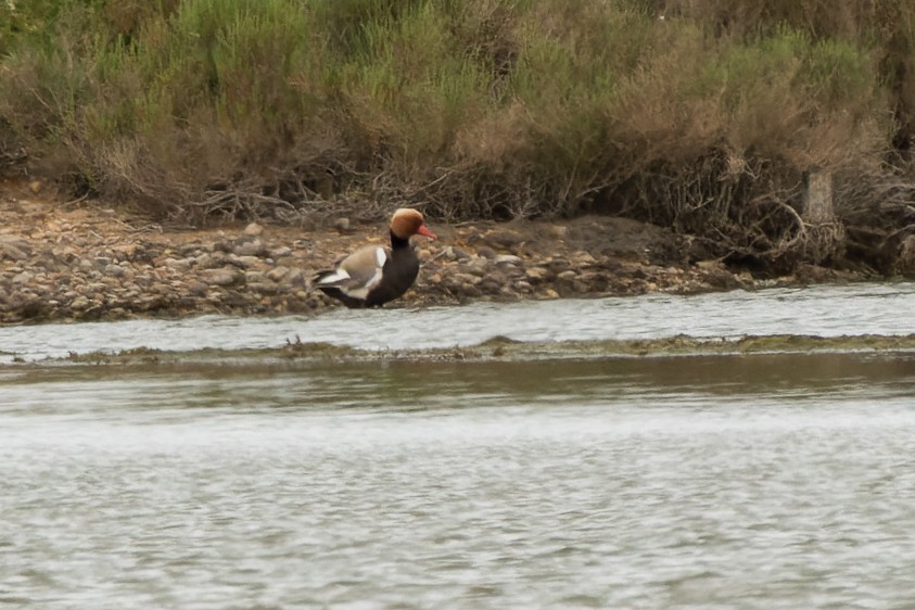 Red-crested Pochard - ML655782625