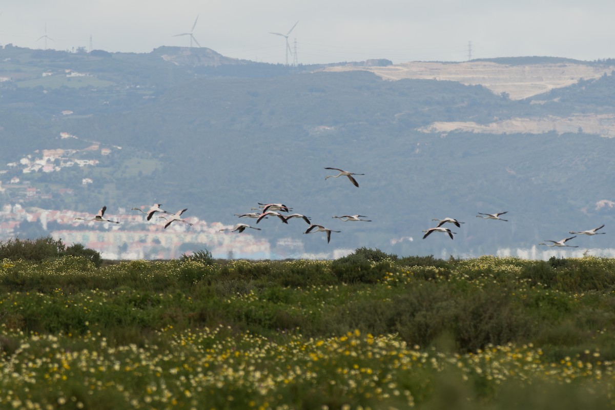 Greater Flamingo - ML655782668