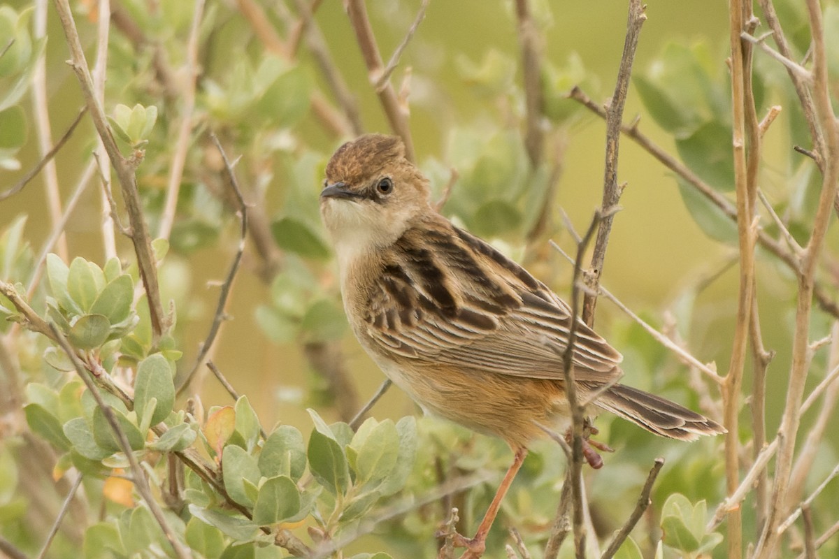 Zitting Cisticola - ML655782695
