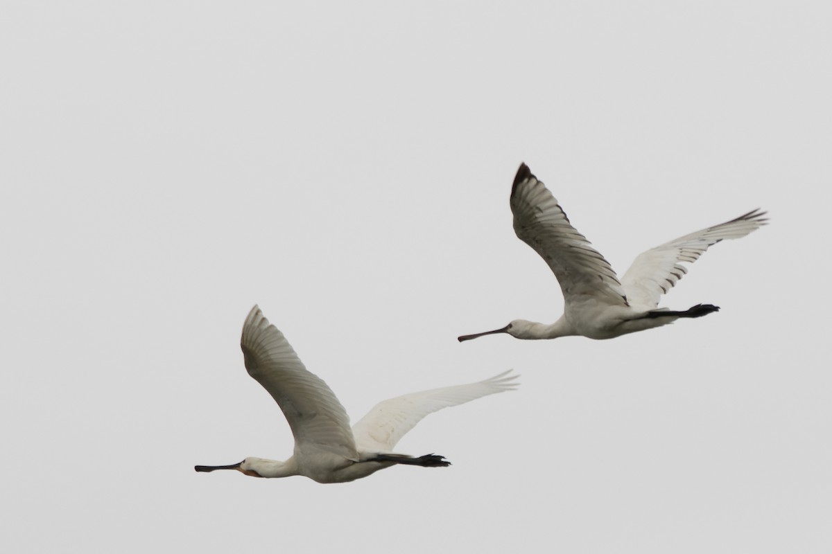 Eurasian Spoonbill - ML655782721