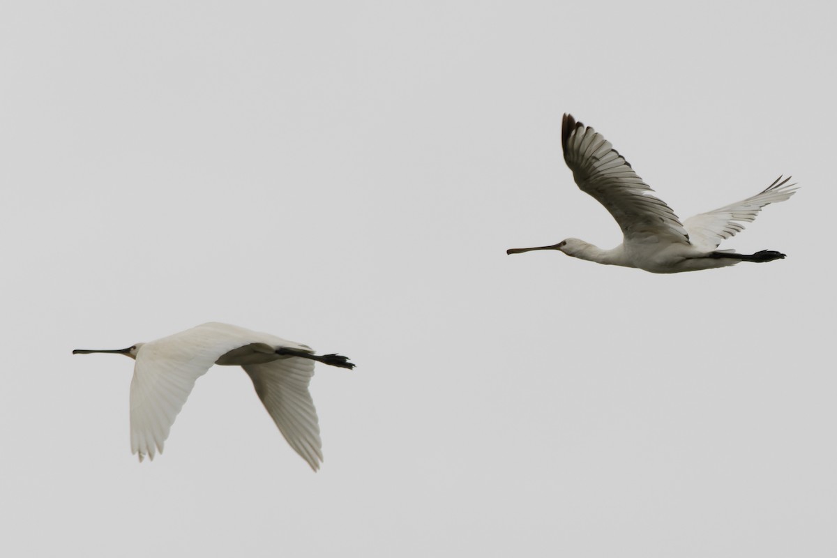 Eurasian Spoonbill - ML655782722