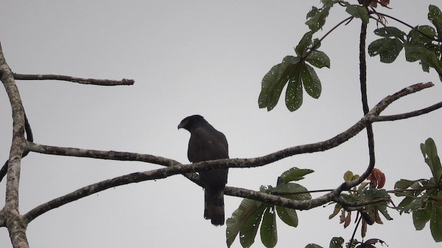 Black Hawk-Eagle - ML655782757