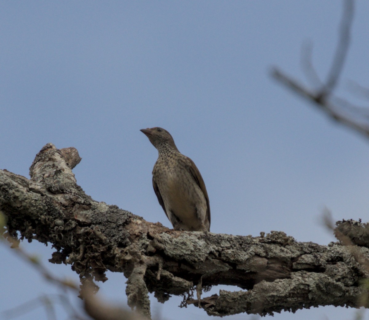 Scaly-throated Honeyguide - ML655782938