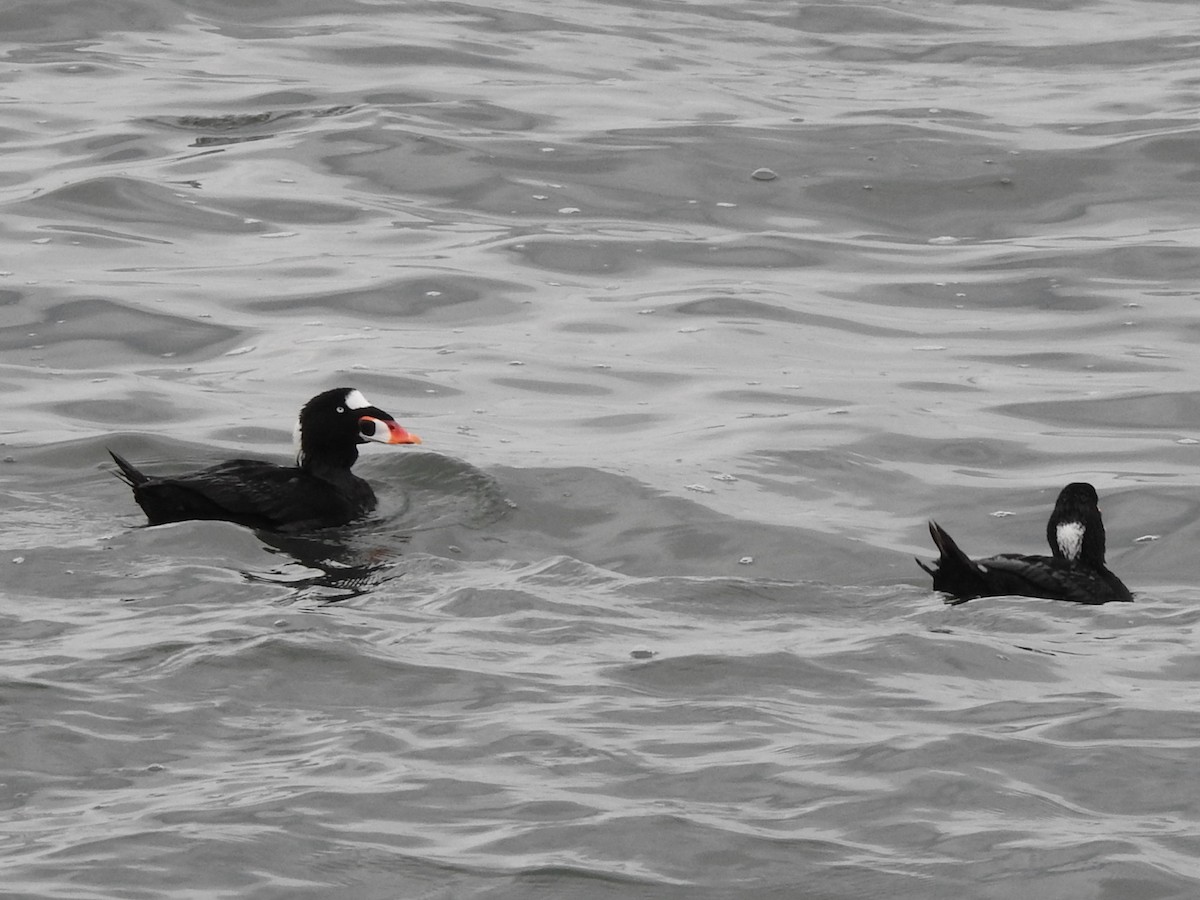 Surf Scoter - ML655784621