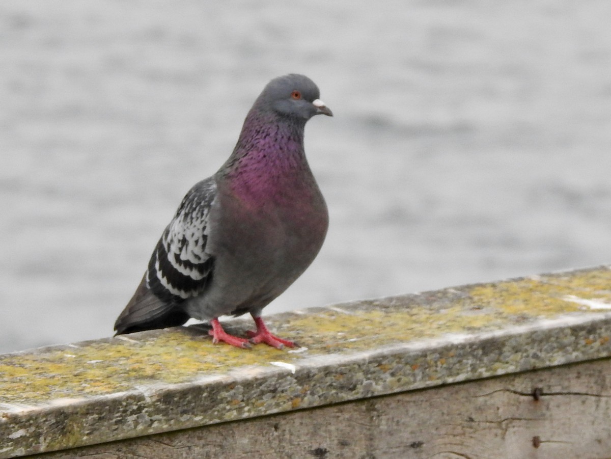 Rock Pigeon (Feral Pigeon) - ML655784628