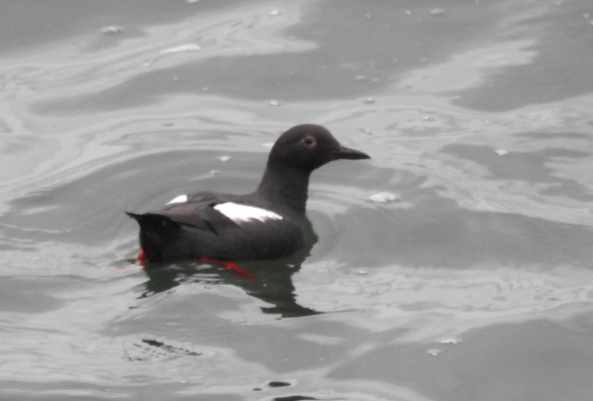 Pigeon Guillemot - ML655784664