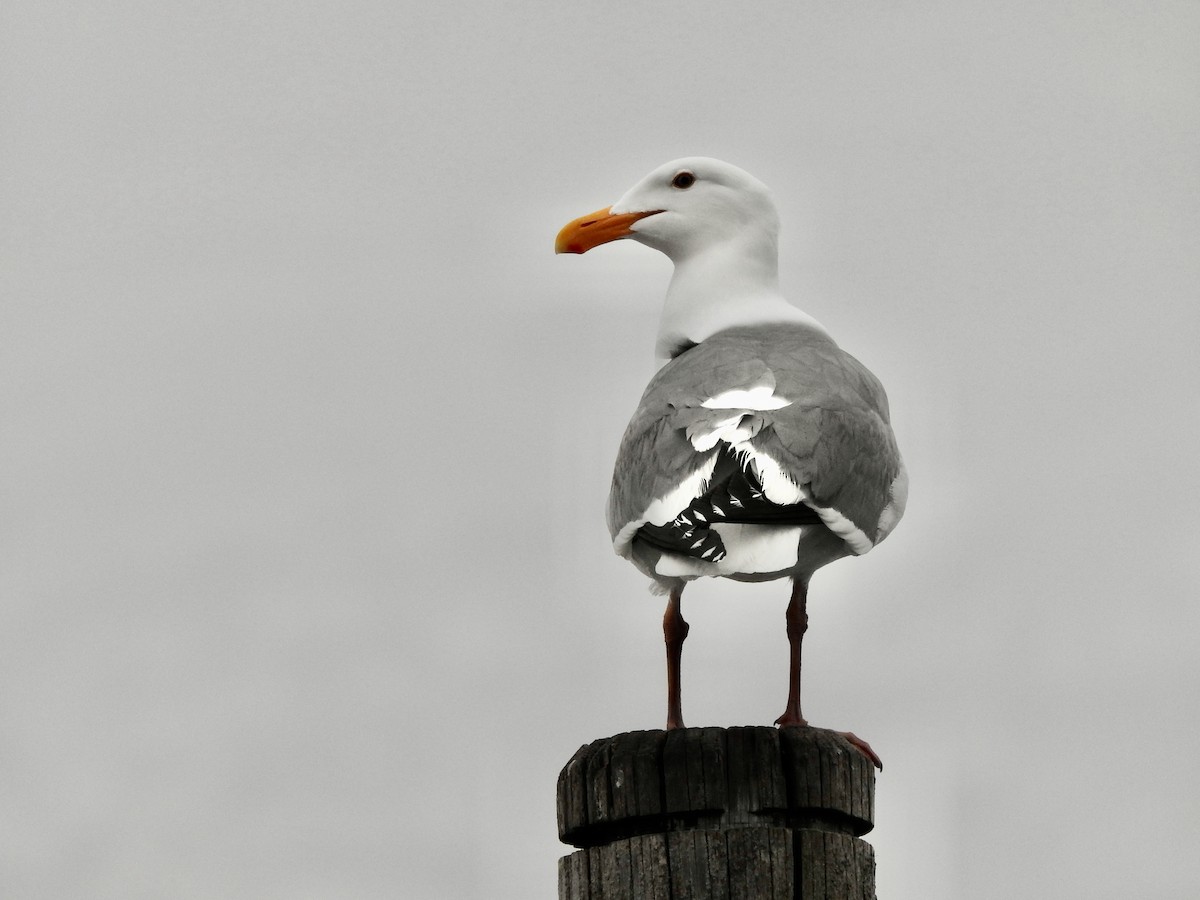 Western Gull - ML655784675