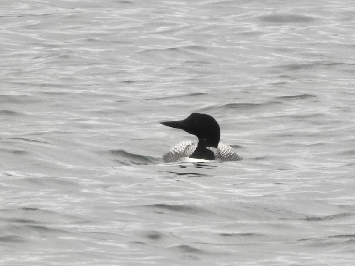 Common Loon - ML655784688