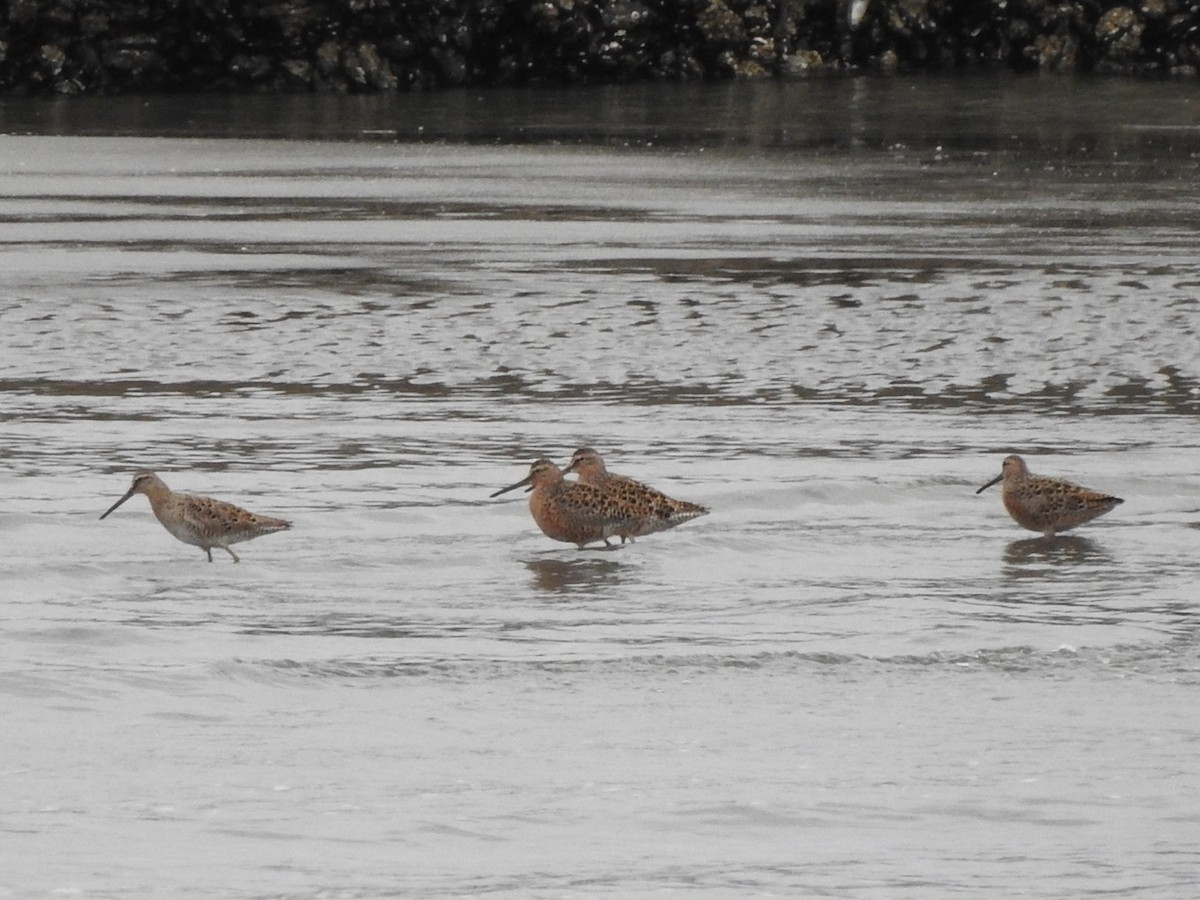 Short-billed Dowitcher - ML655784830