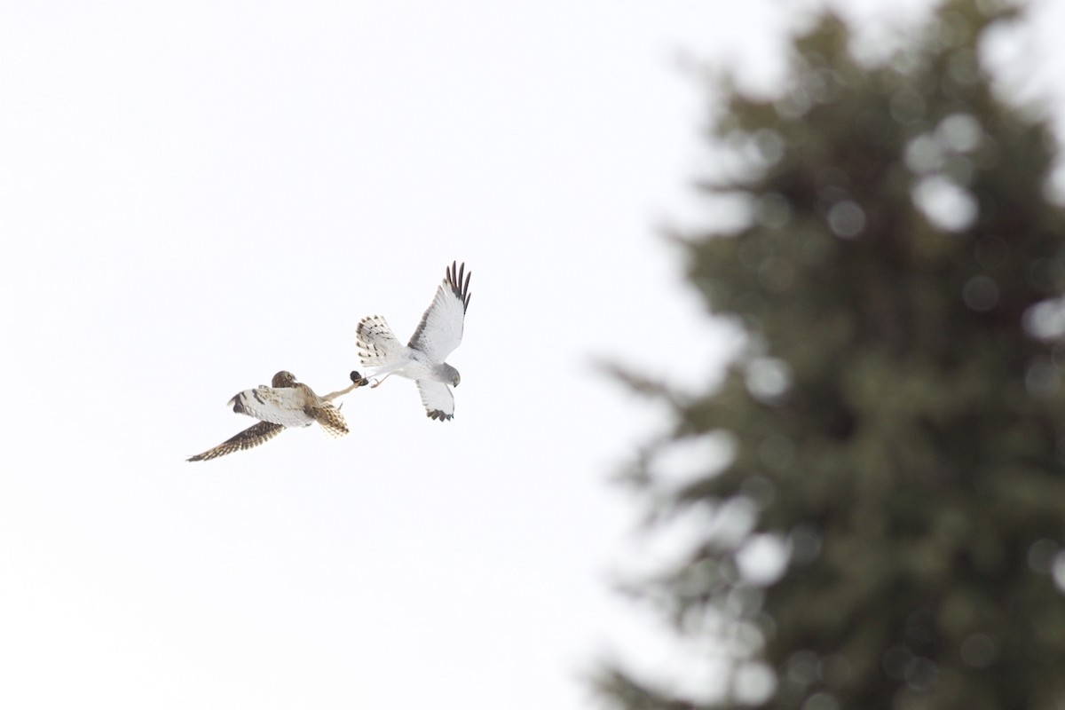 Northern Harrier - ML655786863