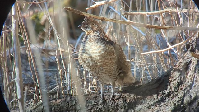 Ruffed Grouse - ML655790077