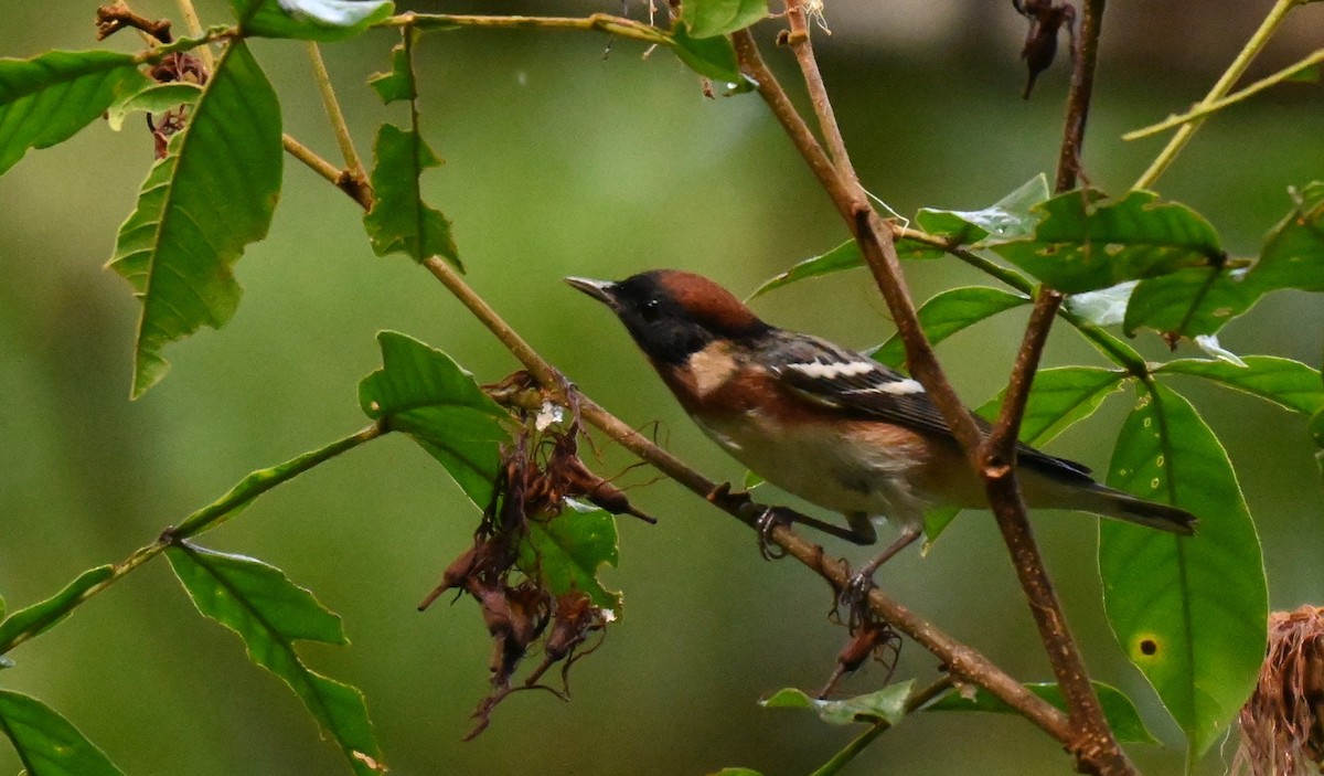 Bay-breasted Warbler - ML655791106