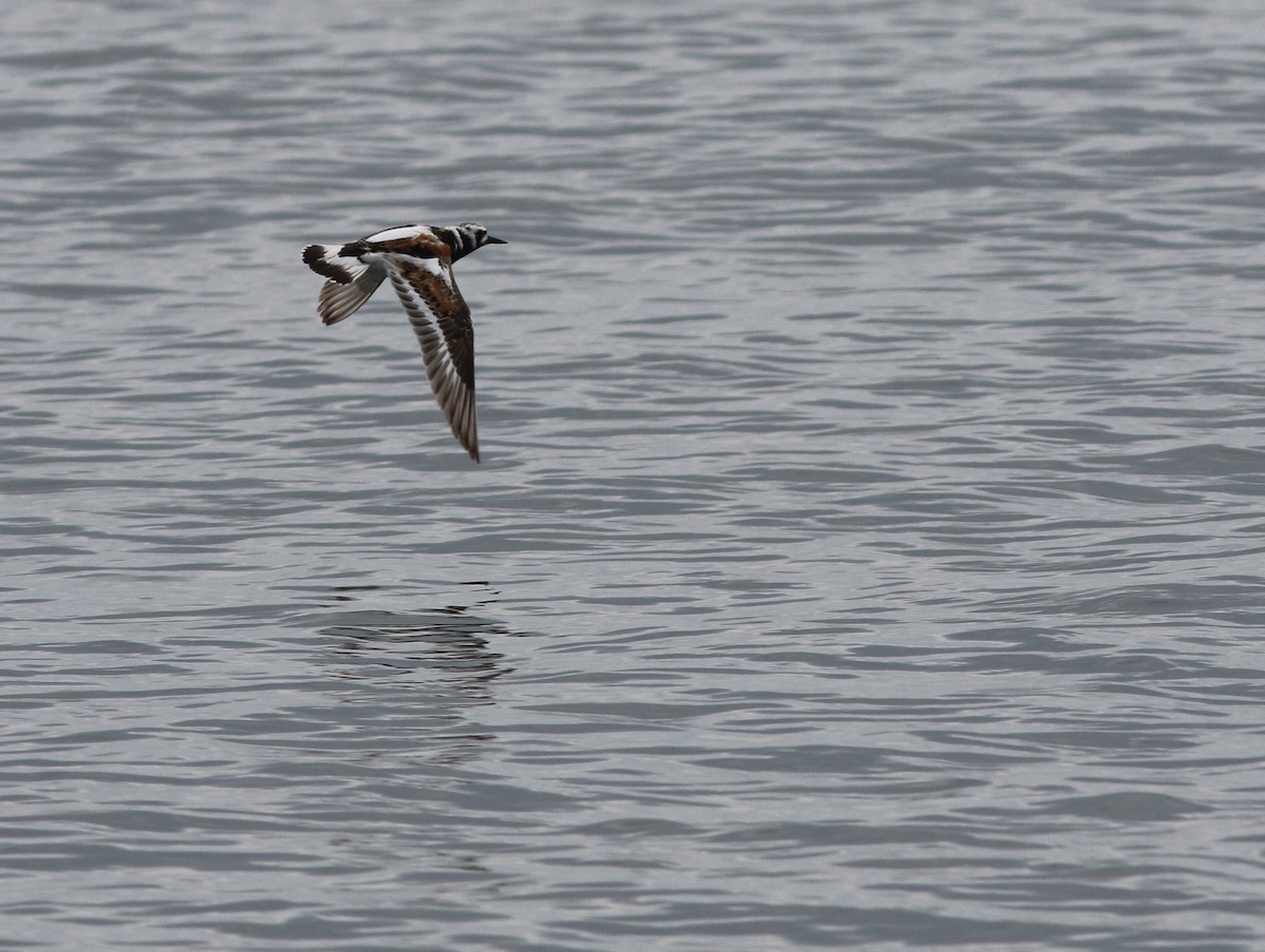 Ruddy Turnstone - Mark Patry