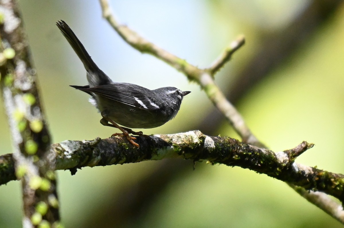 Plumbeous Warbler - ML655791141